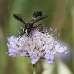 Physocephala nigra