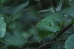 Ceriagrion auranticum