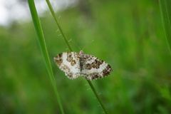 Epirrhoe rivata