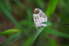 Epirrhoe rivata