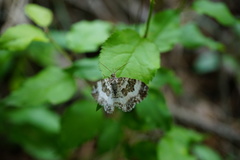 Epirrhoe rivata
