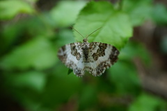Epirrhoe rivata