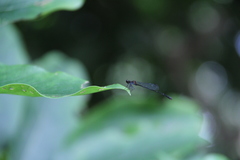 Prodasineura autumnalis