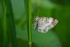 Epirrhoe rivata