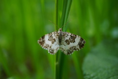 Epirrhoe rivata