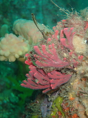 Pleurotoichus clathratus