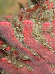 Pleurotoichus clathratus