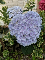 Hydrangea macrophylla