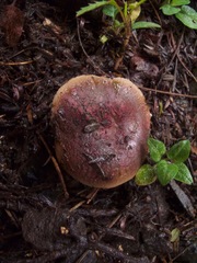 Russula vinaceocuticulata
