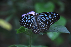 Ideopsis