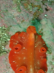 Phrikoceros baibaiye