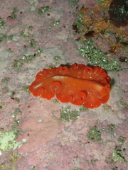 Phrikoceros baibaiye