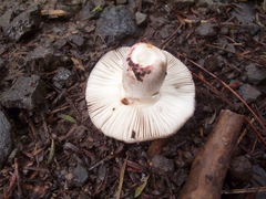 Russula vinaceocuticulata