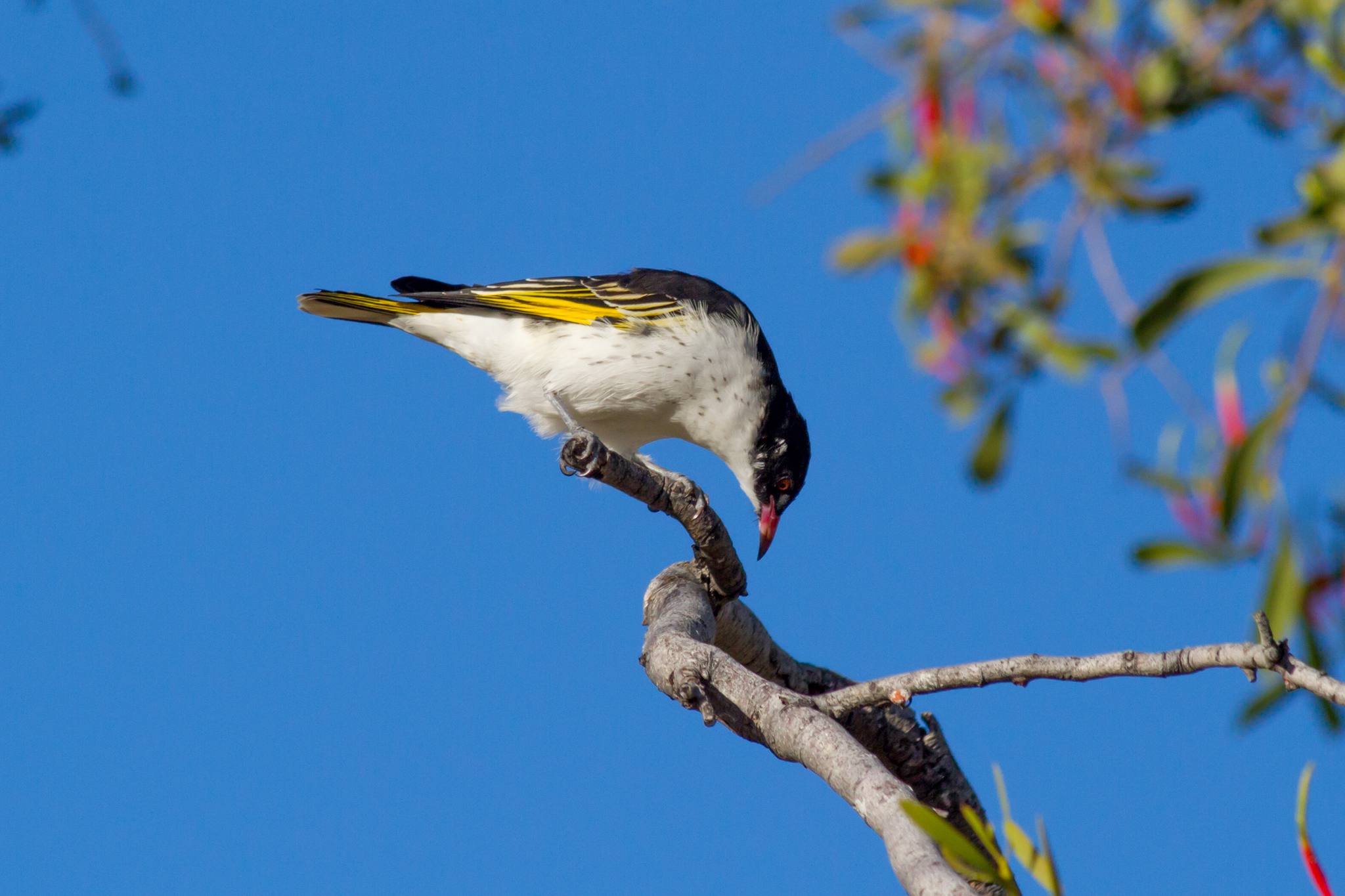 Painted Honeyeater illustration