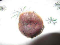 Russula vinaceocuticulata