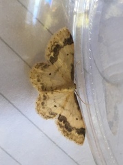 Idaea trigeminata