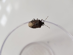 Rhaphigaster nebulosa