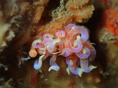 Phyllodesmium poindimiei