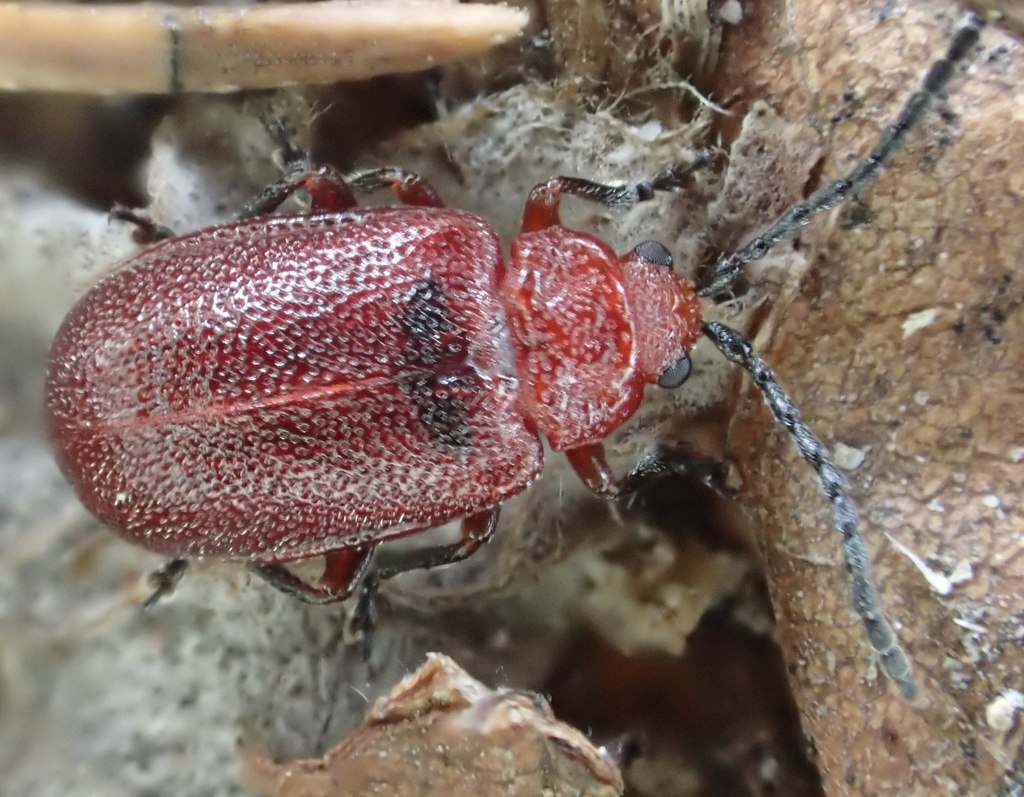 Cherry leaf beetle