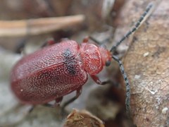 Tricholochmaea cavicollis