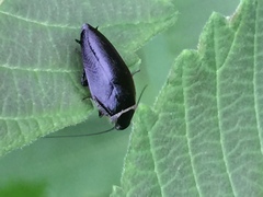 Sorineuchora nigra