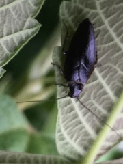 Sorineuchora nigra