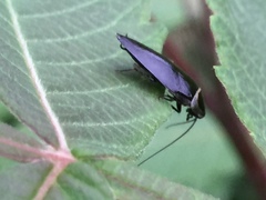 Sorineuchora nigra