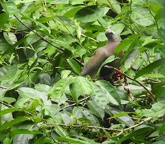 Lacistema aggregatum