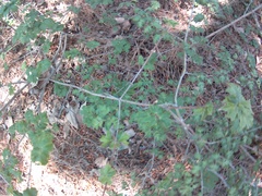 Crataegus microphylla