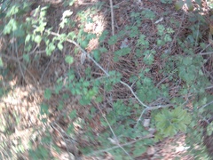 Crataegus microphylla