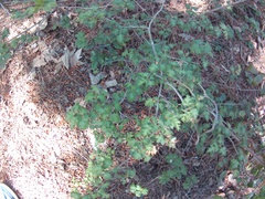 Crataegus microphylla