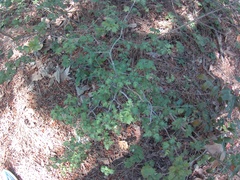 Crataegus microphylla