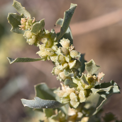 Atriplex muelleri