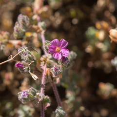 Frankenia serpyllifolia