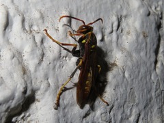 Polistes weyrauchorum