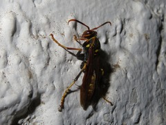 Polistes weyrauchorum