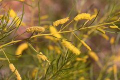 Acacia chisholmii