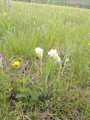 Oxytropis candicans