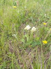 Oxytropis candicans
