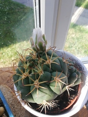 Gymnocalycium