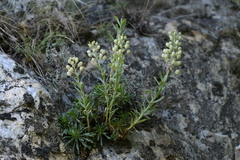 Alyssoides utriculata