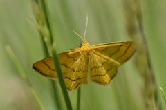 Idaea aureolaria