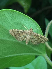 Nacoleia satsumalis