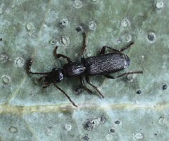 Helluodema unicolor