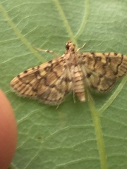 Nacoleia satsumalis