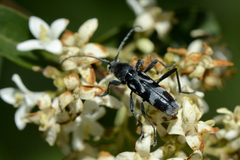 Chlorophorus figuratus