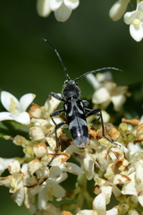 Chlorophorus figuratus