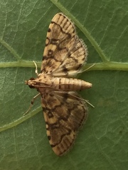 Nacoleia satsumalis