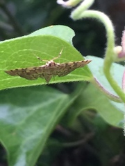 Nacoleia satsumalis
