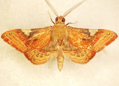 Aplogompha